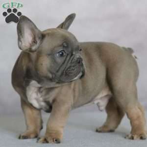 Peanut, French Bulldog Puppy